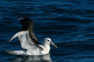 witgekapt mollymawk albatros foto