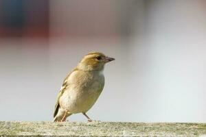 gemeenschappelijk vink vogel foto