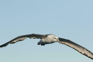 witgekapt mollymawk albatros foto