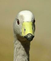 kaap dor gans in Australië foto