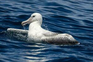 zuidelijk Koninklijk albatros in australasia foto