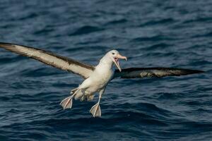 zwarte wenkbrauwen albatros in australasia foto