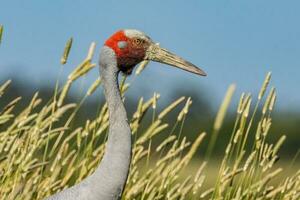 brolga kraan in Australië foto