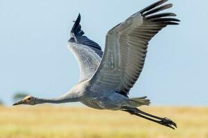 brolga kraan in Australië foto