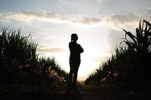 boer vrouw silhouet staande in de suikerriet plantage op de achtergrond zonsondergang avond foto