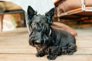 schattig ruig zwart Scotch terriër puppy Aan de veranda - huisdier is omringd door genegenheid en zorg foto