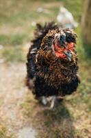 kuif- houdende kippen in een kip huis Aan een boerderij - productie van eieren, vlees en veren foto