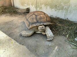 de focus beeld van sulcata schildpad of Afrikaanse aangespoord schildpad of geochelone sulcata foto