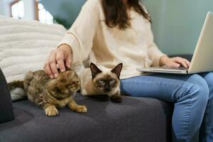 vrouw werken van huis met kat. kat in slaap Aan de laptop toetsenbord. assistent kat werken Bij laptop foto