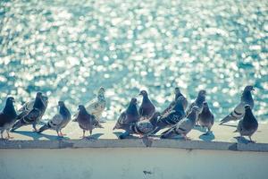 een zwerm duiven aan de waterkant tegen de blauwe zee foto