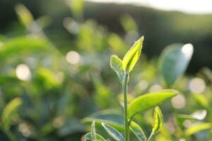 groen thee bladeren in een thee plantage detailopname, top van groen thee blad in de ochtend- foto