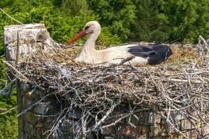 een ooievaar luiken haar kuikens in nest Aan top van hoog oud steen schoorsteen foto