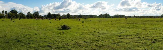 natuurlijk panorama met groen gras foto