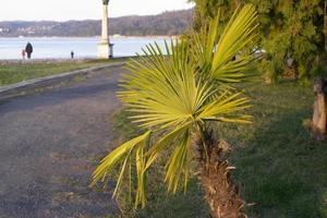 landschap met palmboom in zuidelijke stad foto