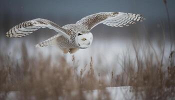 besneeuwd uil verspreidt Vleugels, op zoek Bij camera in rustig Woud gegenereerd door ai foto