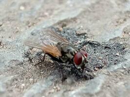 volwassen huis vlieg van de soorten musca domestica foto