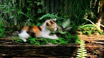 schattig een gestreept katje spelen in park in groen tuin. foto