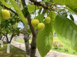 kers bomen met fruit. met een detailopname foto