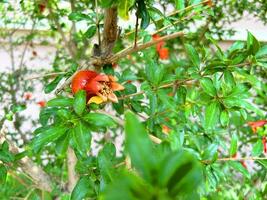 granaatappel boom met bloemen, granaatappel achtergrond foto