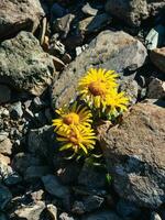 geel bloemen bloeide tussen de stenen. senecio karjaginii Aan steen helling van de altai bergen, 3000 m asl verticaal visie. foto