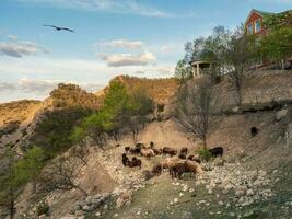 landbouw schaap, berg dier veeteelt. een kudde van schapen grazen hoog in de bergen in de achtergrond van de dorp. dagestan. Rusland. foto