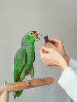 een dierenarts verscherpt de bek van een groot groen papegaai. manicure voor een groot papegaai. professioneel veterinair zorg voor papegaaien en huiselijk vogels. foto