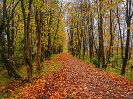 helder herfst. esdoorn- steeg met gedaald bladeren. foto