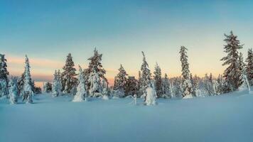 mooi ijzig winter ochtend- in een polair hout gepleisterd met sneeuw. sneeuw gedekt Kerstmis Spar bomen Aan berghelling. arctisch hard natuur. zonsopkomst over- de polair heuvel. foto