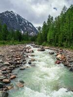 stormachtig berg rivier- stromen door Woud. mooi alpine landschap met azuur water in snel rivier. macht majestueus natuur van hooglanden. verticaal visie. foto