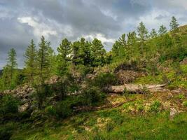 Russisch fee verhalen Woud. zonnig sfeervol groen Woud landschap met ceders in bergen. opgestapeld bliksem oud boom. maagd flora van bossen. mysterie bos- atmosfeer. foto