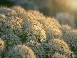 berenklauw bloemen groeit in de avond veld, dichtbij omhoog foto