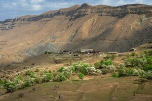 bloeiend berg tuin in de lente. berg dorp in voorjaar groen. pittoreske etnisch huizen Aan een berg helling. dagestan. foto