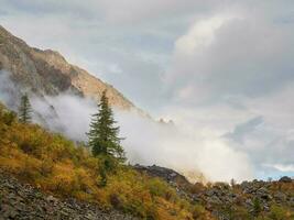 kleurrijk herfst landschap met berg en naald- bomen Aan heuvel met visie naar Woud berg in gouden zonneschijn in laag wolken. zonovergoten geel hellingen in mist. foto