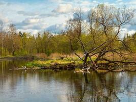 overstroomd prairie, een boom groeit uit van de water met vogelstand Aan de takken. hoog water in de lente. foto