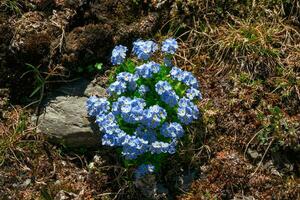 mooi bloemen natuurlijk achtergrond met vergeet me niet eritrichium villosum dichtbij omhoog Aan een achtergrond van bodem en rotsen in de bergen. foto