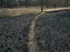 verbrand gras. een veld- met verbrand gras. opzettelijk brandstichting. de verwoesting van insecten. ecologisch ramp foto