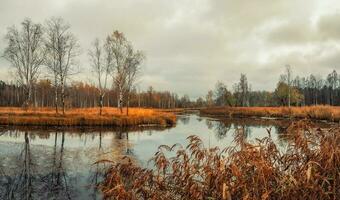 herfst landschap Aan een regenachtig dag met een oud vijver, bomen en reflecties foto