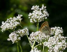 oranje vlinder veld- moeder van parel zit Aan een wit bloem foto