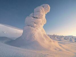 magisch bizar silhouetten van Spar boom zijn gepleisterd met sneeuw. arctisch hard natuur. mystiek fee verhaal van de winter Woud. sneeuw gedekt Kerstmis Spar bomen Aan berghelling. foto