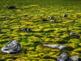 helder gloeiend groen natuurlijk achtergrond met een moeras oppervlak. helder berg landschap met wild flora van hooglanden in moerassig berg meer. foto