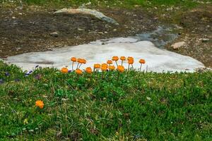 hard alpine natuur, groen weide met bloeiend oranje relict- bloemen en smeltende sneeuw. trollblume in voorjaar globeflower in voorkant van de wit gletsjer. groen alpine plateau. foto