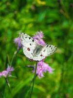 mooi Apollo vlinder - parnassius Apollo, rust Aan een bloem Aan een groen gras achtergrond. verticaal visie. foto