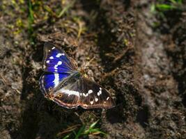 een groot minder Purper keizer vlinder zit Aan de land- Aan een zonnig zomer dag foto