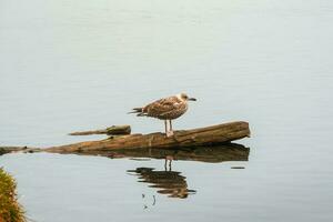 resting vogel Aan een log Aan een avond meer met een reflectie in de water. de meer vogel rust in de avond. natuurlijk achtergrond met een vogel. foto