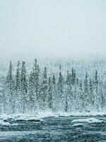 met sneeuw bedekt dicht net Woud. onaangeroerd zuiver natuur foto