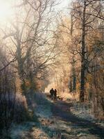 sfeervol winter landschap met een zonnig mistig pad, bomen gedekt met vorst en de silhouet van een Mens wandelen een pak van honden. zacht focus. foto