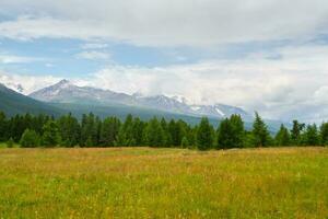zomer ceder groen Woud in voorkant van de mistig bergen. berg alpine bos. sfeervol groen Woud landschap. foto