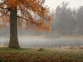 een Afdeling van een rood pijnboom boom Aan de achtergrond van een herfst meer. natuurlijk mistig herfst landschap. foto