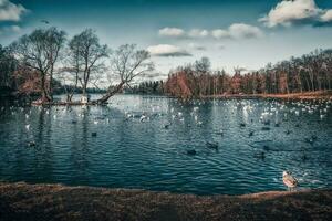 mooi vroeg voorjaar landschap met vogelstand Aan de meer in de park. foto