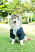 Siberische husky hond met kleren foto